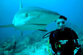 Scuba with Sharks
